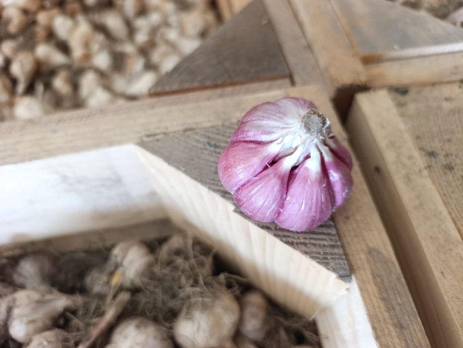 Usturoi de vânzare  pentru plantat și consum soiuri alb și rosu