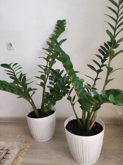 Долларовое дерево