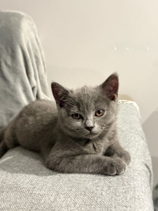 Сладки Британски Късокосмести Котенца || 250£