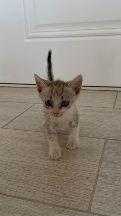 Отдам в хорошие руки котят