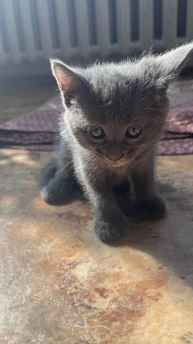 Котята бесплатно