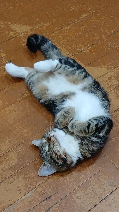 Нужен кот для этой кошечки,, для спаривания. У нас кошка, нужен коти