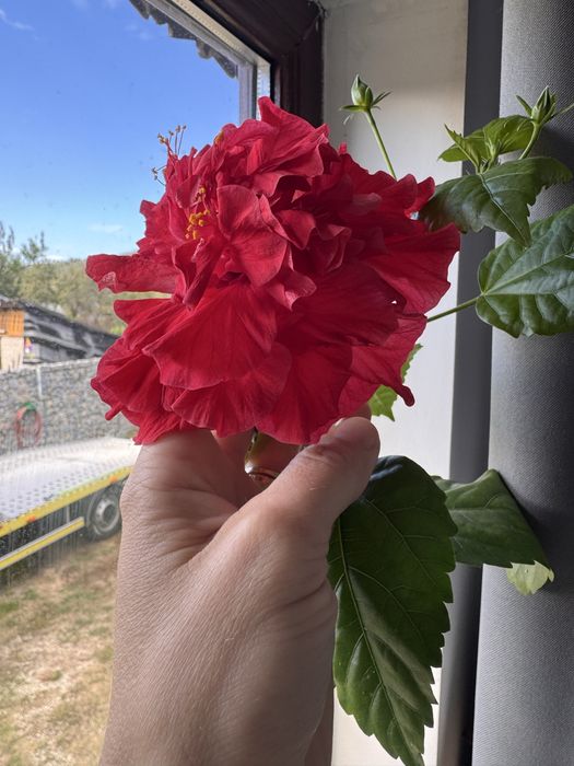 Flori la ghiveci ( trandafiri japonezi /leandri )