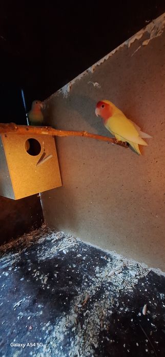 Неразлучка 2 пара сотилади