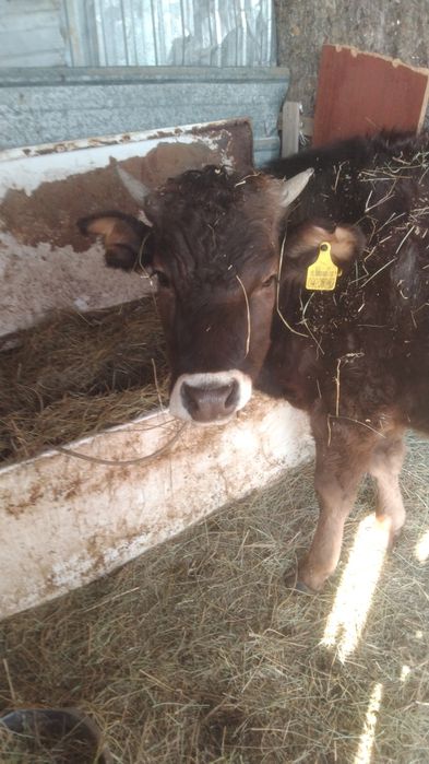 Продам телачку полтарашку