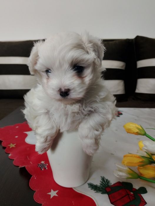 Малтийски булонка