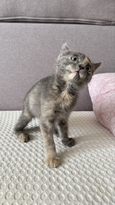 Котенок девочка в хорошие руки