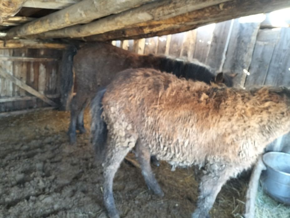 Продам жеребят девочки