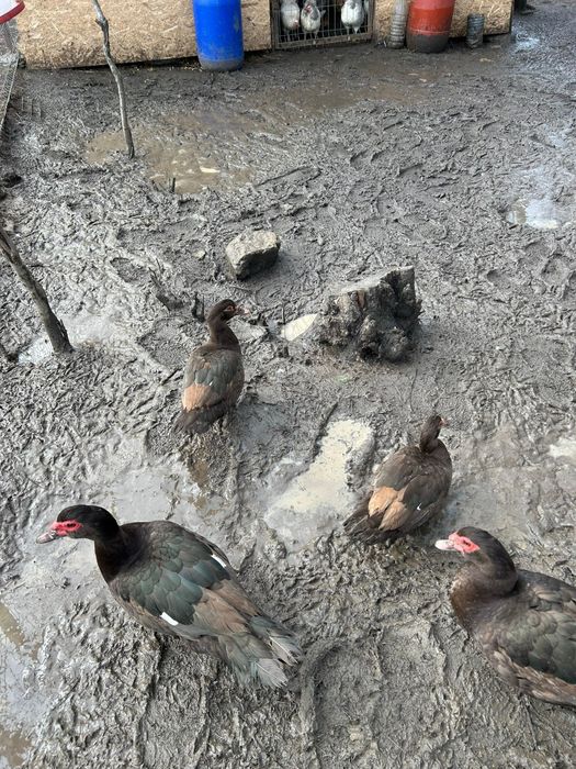 Vand rate ratoi urgent