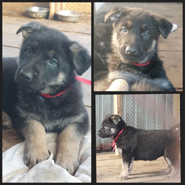 Щенки Восточноевропейской овчарки