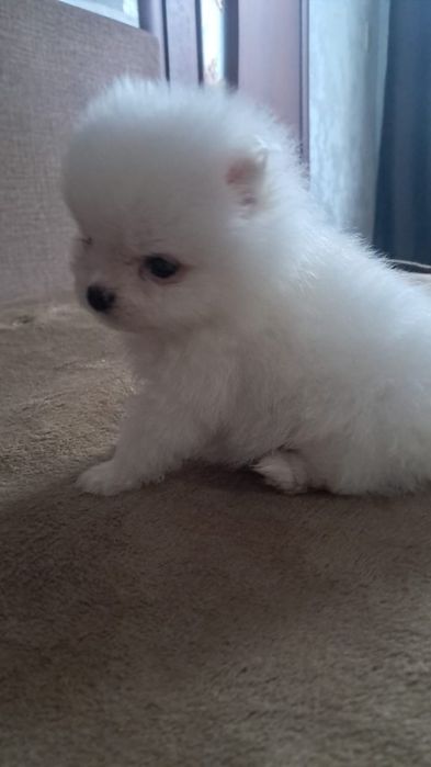 Шпицы мальчики и девочки