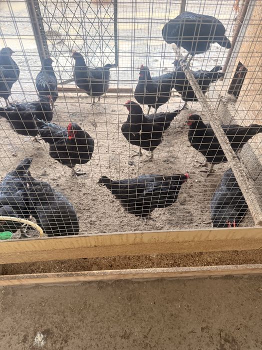 Qora shaxzoda tovuq toza zotli