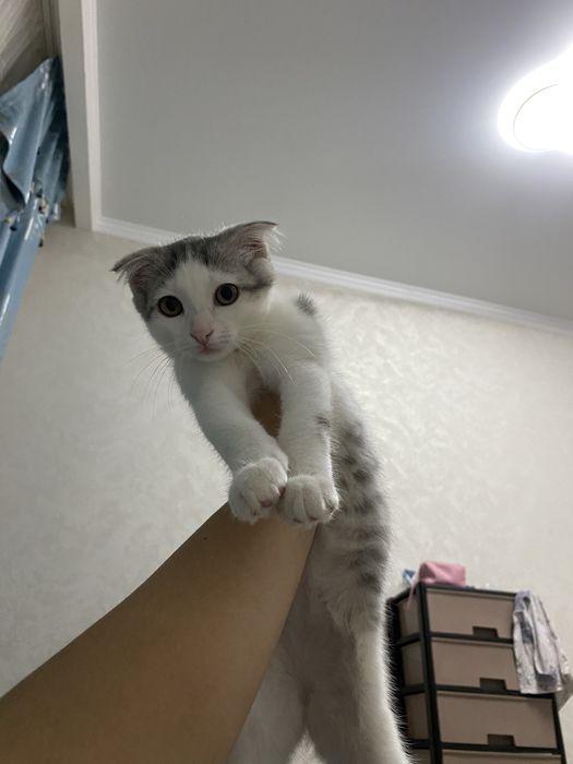 Котенок девочкаа