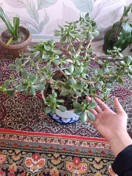 Домашняя цветок доллар