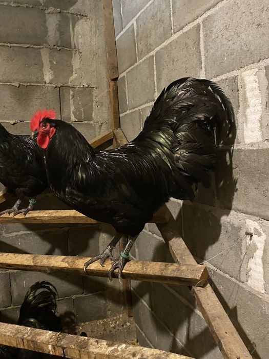 Cocos Australorp, New Hampshire, Plymouth