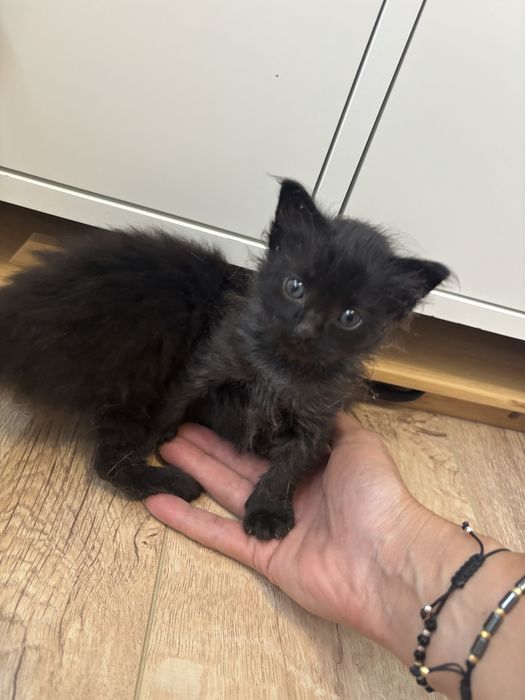 2 pui de pisica spre adoptie
