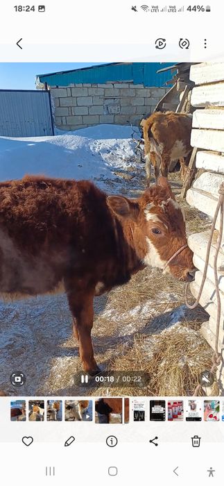 Құнажын қашар сатылады