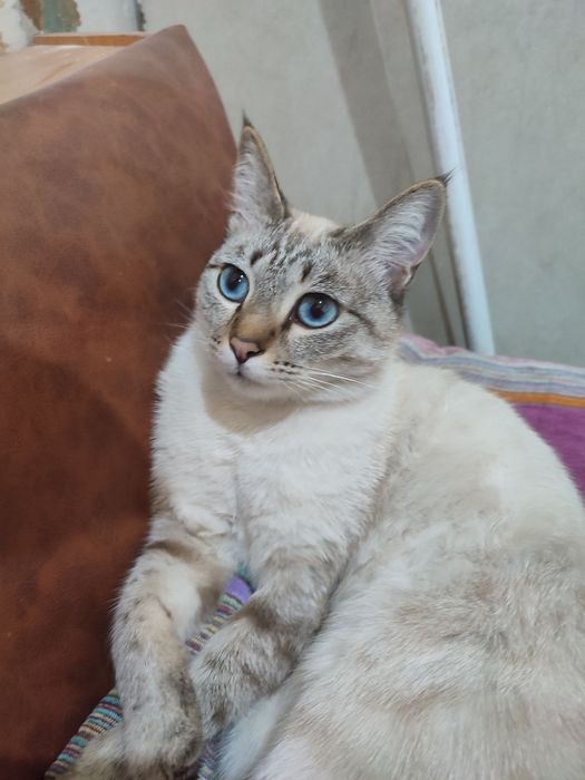 Пропала кошечка по кличке Матильда