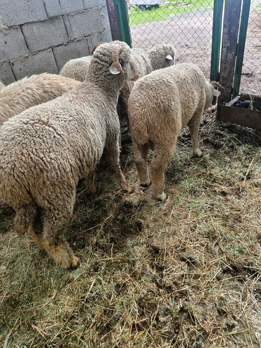 Продам ягнят количестве 10 голов