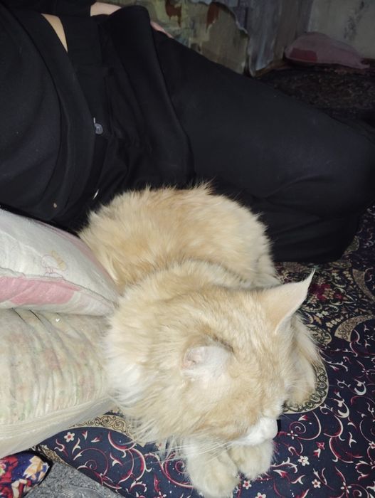 Мушук  Британский кошка