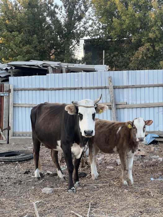 Сиыр бұзауымен, бұқа тана