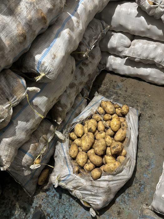 Картофель Гала обьем товарка