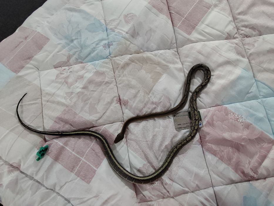 Тениура блю бьюти, своя змея