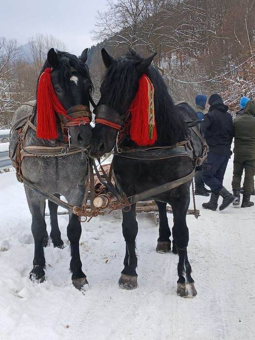 Armăsar învățat de 4 ani