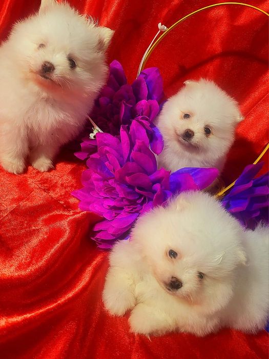 Щенки - Немецкий Шпиц