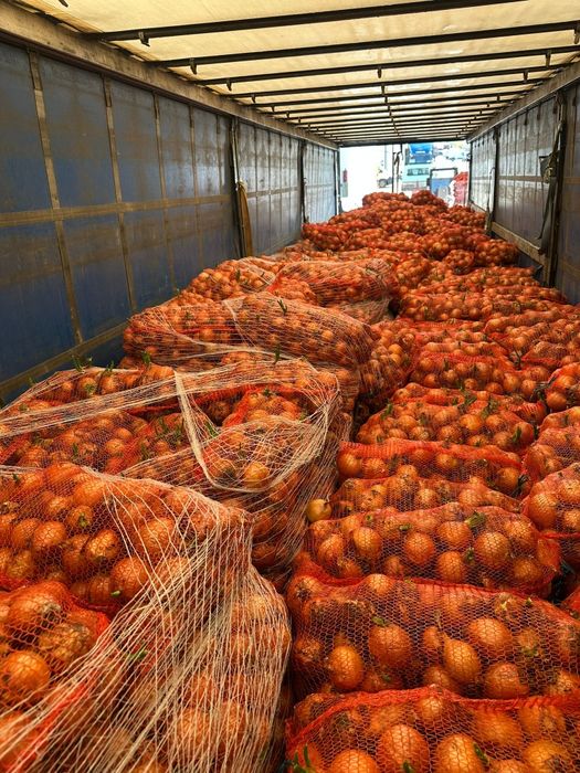 Ceapa ceapă mărime mare gastro productie