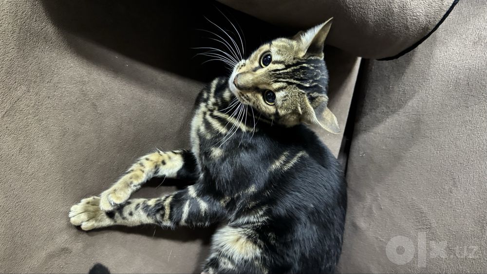 Бенгальская Кошка
