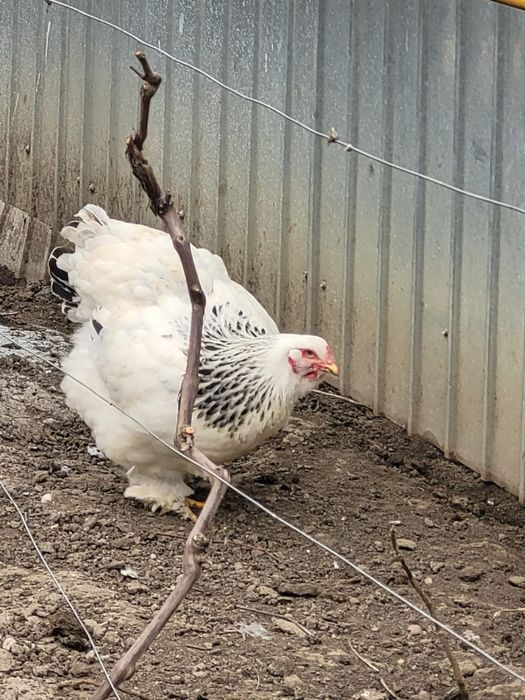 Oua pentru incubat rasa Brahma herminat deschis