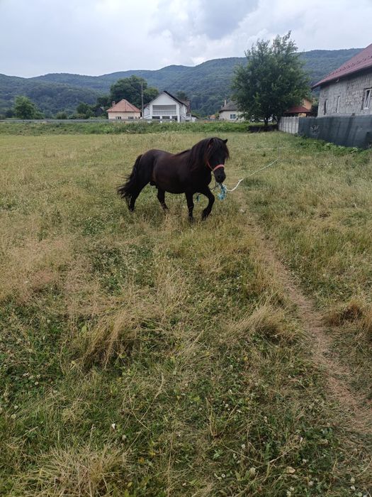 Ponei talie mica, vand sau schimb cu vitea !