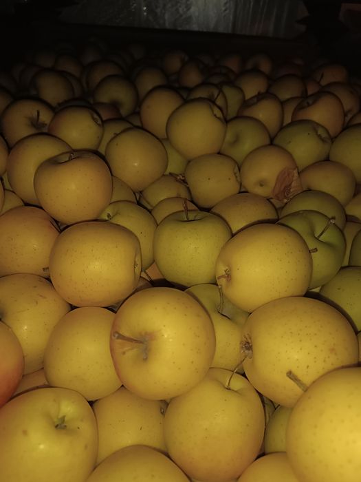 Продам яблоки трёх сортов