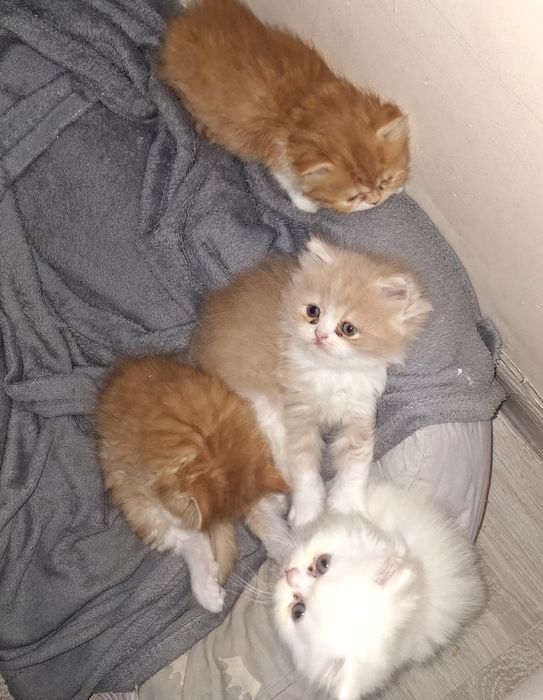 Персийска котета