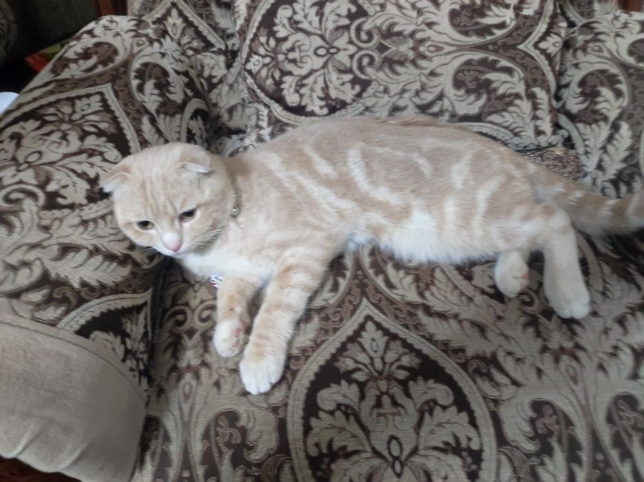 Erotik va jinsiy gif