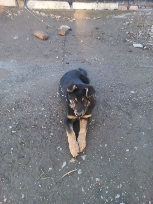 Немецкая овчарка