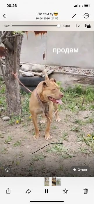 Продам пита рр сука