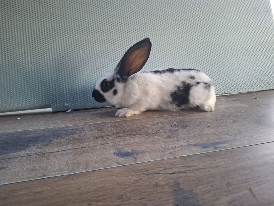 Iepuri tineri 2 luni