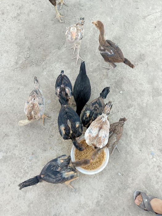 Joʻjalarga javob beraman toza qon