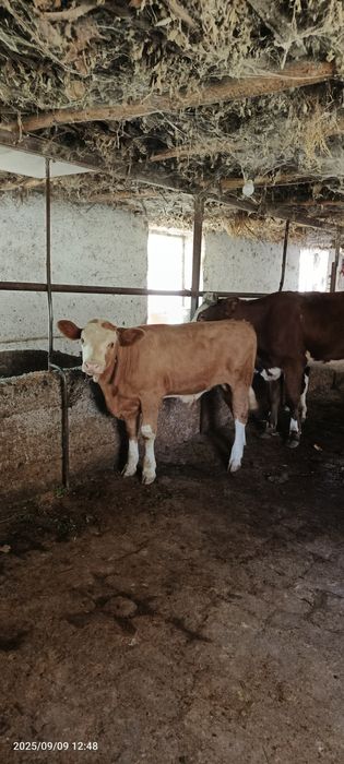 Smental buzoq sotiladi 3 oylik