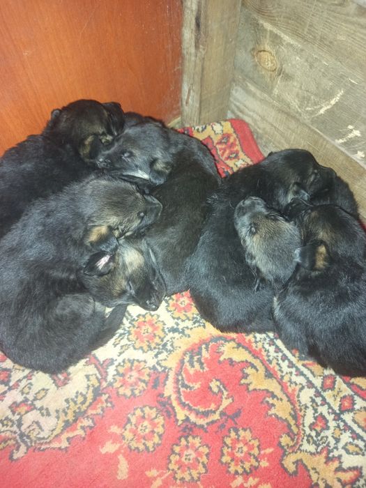 Продам кутят немецкой овчарки