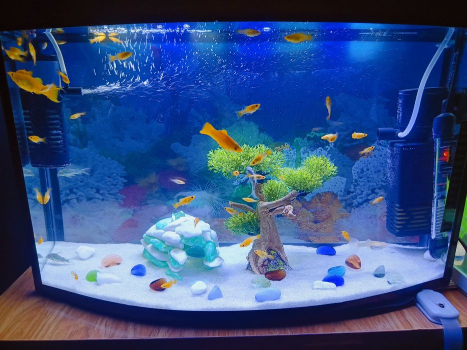 Platy мирный балиқ болалари 30 дан ортиқ