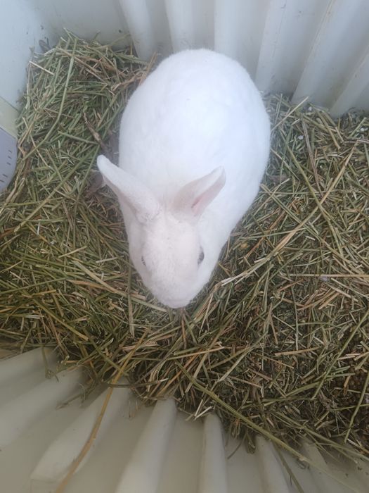 Продам кроликов декоративных.