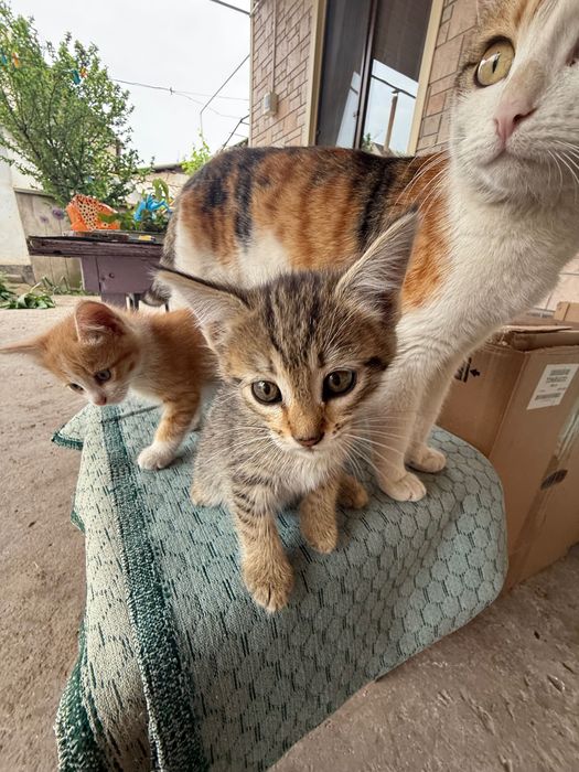 Котята. 2 месяца.