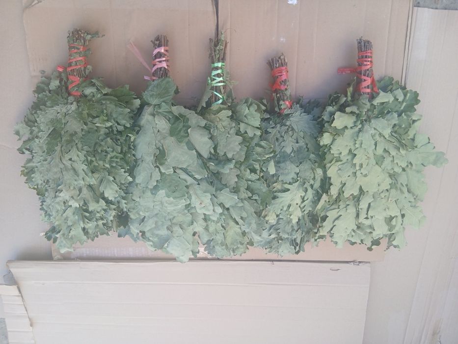 Дубовые веники для бани