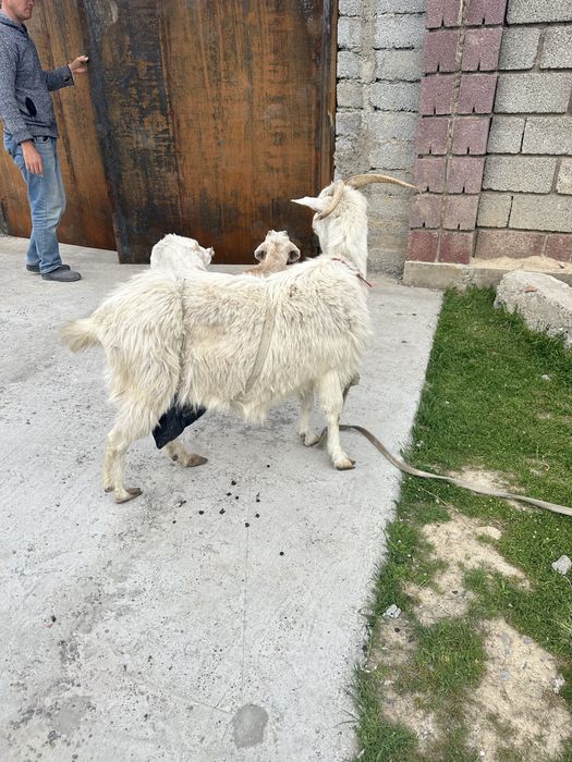 2айлық лақтар  бар сатылатын