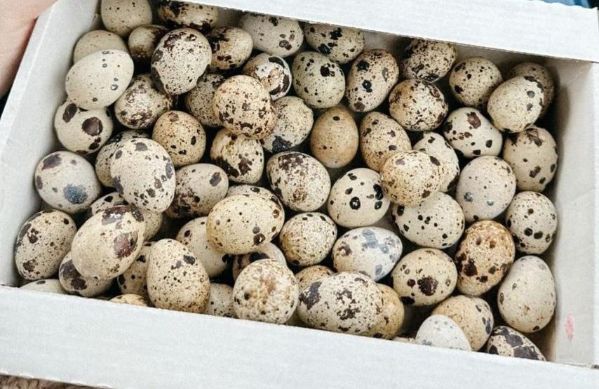 Перепелиное яйцо