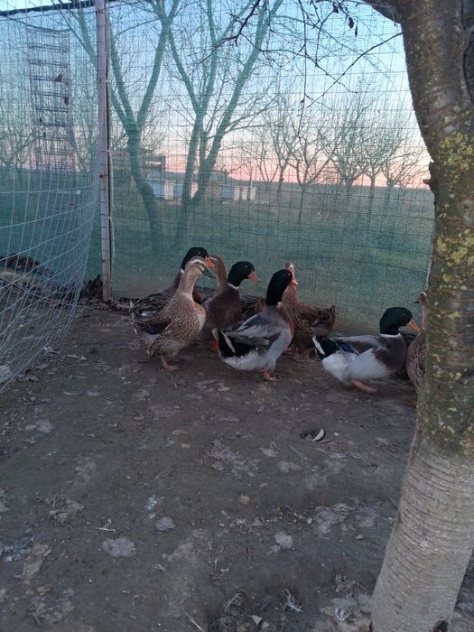 Vand rate si ratoi  Rouene