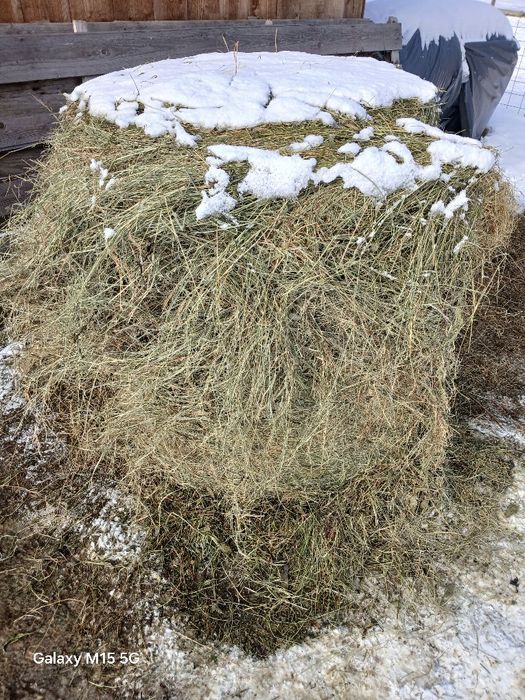 Vând balotati rotunzi de fan